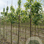 Sorbus incana 12-14 HO draadkluit