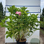 Hydrangea m. 'Blaumeise' 60-80 cm 20L