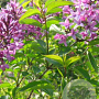 Syringa chinensis 'Amigo' 175-200 cm draadkluit struik op Stam