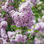 Syringa chinensis 'Lilac Sunday' 200-250 cm draadkluit struik