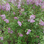 Syringa hyac. 'Sunset' 300-350 cm draadkluit struik