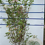 Hydrangea pan. Vanille-Fraise 100-125 cm 20L