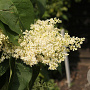 Syringa reticulata 'City ofToronto' 175-200 cm draadkluit struik op Stam