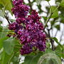 Syringa v. 'Adelaide Dunbar' 200-250 cm draadkluit struik
