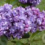 Syringa v. 'Ami Schott' 200-250 cm draadkluit struik