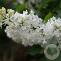 Syringa v. 'Comtesse d'Harcourt' 200-250 cm draadkluit struik