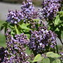 Syringa v. 'Dwight D. Eisenhower' 200-250 cm draadkluit struik
