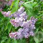Syringa v. 'Emilie Lemoine' 250-300 cm draadkluit struik