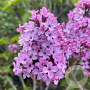 Syringa v. 'Etna' 200-250 cm draadkluit struik