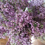 Syringa v. 'Hugo Koster' 250-300 cm draadkluit struik