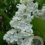 Syringa v. 'Marie Finon' 200-250 cm draadkluit struik