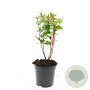 Hypericum androsaemum GM 1.5