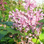 Syringa v. 'Minaret' 200-250 cm draadkluit struik