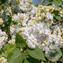 Syringa v. 'Mme Casimir Périer' 175-200 cm draadkluit struik op Stam