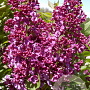 Syringa v. 'Monge' 200-250 cm draadkluit struik