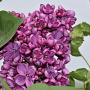 Syringa v. 'Prodige' 200-250 cm draadkluit struik