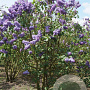 Syringa v. 'Réaumur' 200-250 cm draadkluit struik