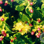 Hypericum inodorum GM 1.5