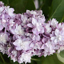 Syringa v. 'Taras Bulba' 200-250 cm draadkluit struik