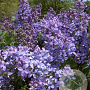 Syringa v. 'Wonderblue' 150-175 cm draadkluit struik