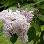 Syringa wolfii 200-250 cm draadkluit struik