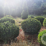 Taxus baccata 110-120 cm draadkluit bol