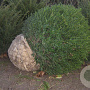 Taxus baccata 100-110 cm draadkluit bol 100