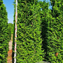 Thuja pl. 'Excelsa' 500-550 cm draadkluit solitair