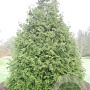 Thujopsis dolabrata 250-300 cm draadkluit solitair