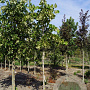 Tilia americana 'Moltkei' 14-16 HO draadkluit