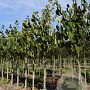 Tilia americana 'Neglect' 16-18 HO draadkluit