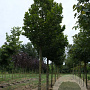 Tilia americana 'Nova' 18-20 HO draadkluit