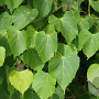 Tilia amurensis 6-8 HO draadkluit