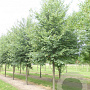 Tilia cordata 'Böhlje' 45-50 HO draadkluit 250 cm stam