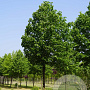 Tilia cordata 'Greenspire' 40-45 HO draadkluit