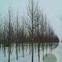Tilia cordata 'Rancho' 20-25 HO draadkluit