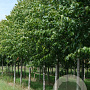 Tilia europaea 'Euchlora' 50-60 HO draadkluit