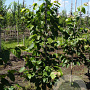 Tilia mandshurica 6-8 HO draadkluit
