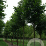 Tilia platyphyllos 70-80 HO draadkluit 250 cm stam