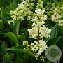 Ligustrum 'Korean Dwarf' 40-50 cm 10L