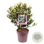 Ligustrum 'Korean Dwarf' 40-50 cm 10L