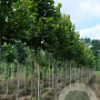 Tilia plat. 'Zelzate' 12-14 HO draadkluit