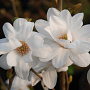 Magnolia loebneri 'Mag's Pirouette' 125-150 cm cont. 55L extra