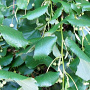 Tilia tomentosa 'Pendula' 70-80 HO draadkluit 250 cm stam