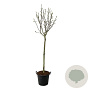 Magnolia 'Pink Beauty' 120 cm stam cont. 55L extra