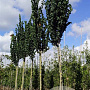 Ulmus glabra 'Exoniensis' 20-25 HO draadkluit