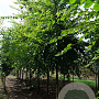 Ulmus 'Sapporo Autumn Gold' 18-20 HO draadkluit