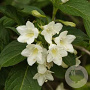 Weigela 'Candida' 150-175 cm draadkluit struik