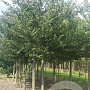 Zelkova serrata 20-25 HO draadkluit