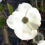Cornus 'Ascona' 250-300 cm draadkluit solitair